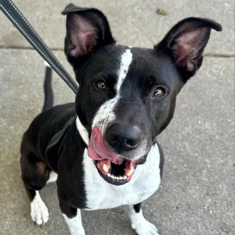 An adult medium-sized female Black Pit Bull Terrier dog named Koko for adoption in Oak Park, IL