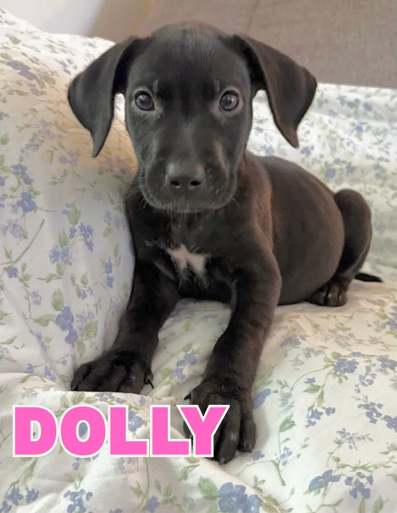 A baby medium-sized female Black Labrador Retriever dog named Dolly for adoption in Shalimar, FL