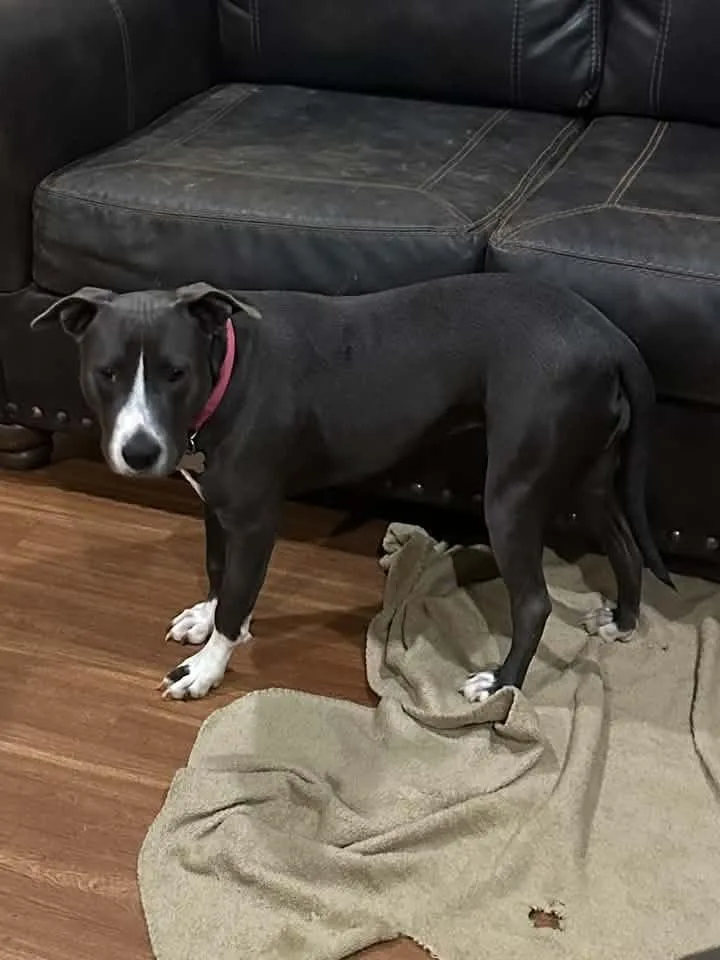 A young medium-sized female Tricolor (Brown, Black, & White) American Bully dog named Destiny for adoption in New Bedford, MA