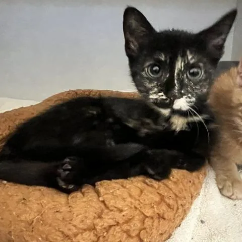A baby small-sized female Black Domestic Short Hair cat named Eileen for adoption in Dayton, OH
