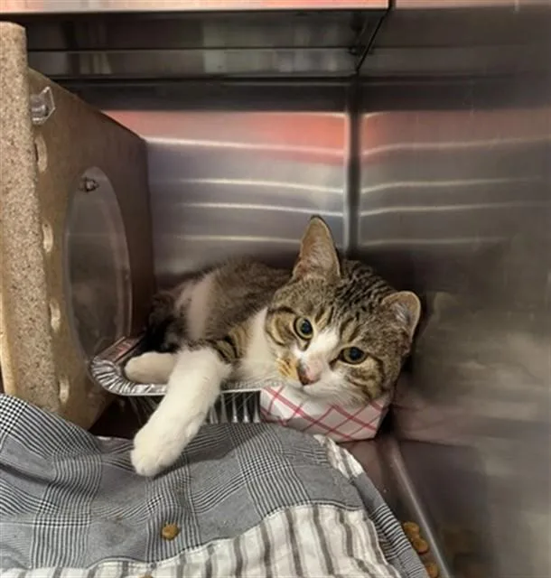 A young medium-sized male Domestic Short Hair cat named Jumpy for adoption in Louisville, KY