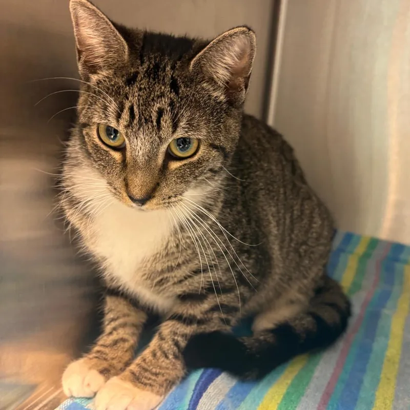 A young medium-sized female Brown / Chocolate Domestic Short Hair cat named Tammie for adoption in Englewood, FL