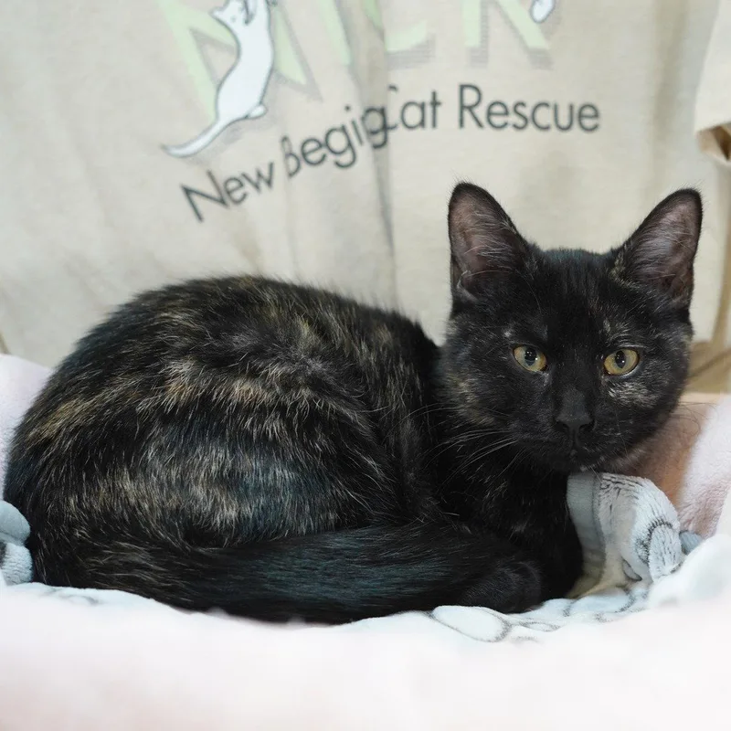 A baby medium-sized female Tortoiseshell cat named Eileen for adoption in Garland, TX