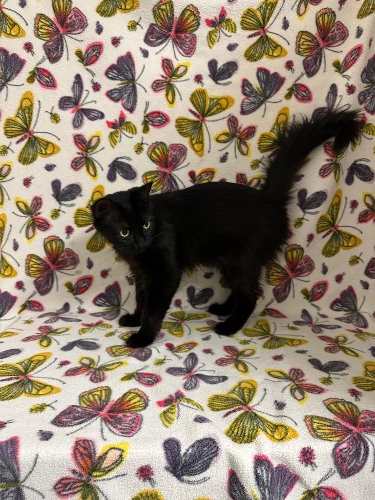 Pamela