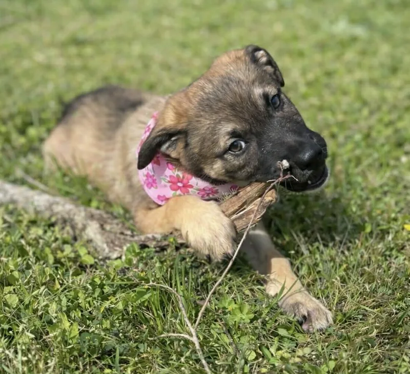 Chloe Gs thumbnail 3