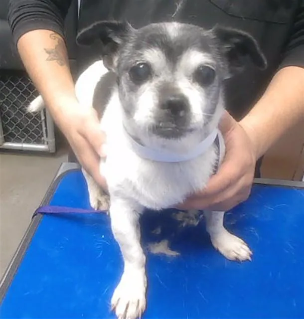 A senior small-sized female Chihuahua dog named Maggie for adoption in Phoenix, AZ