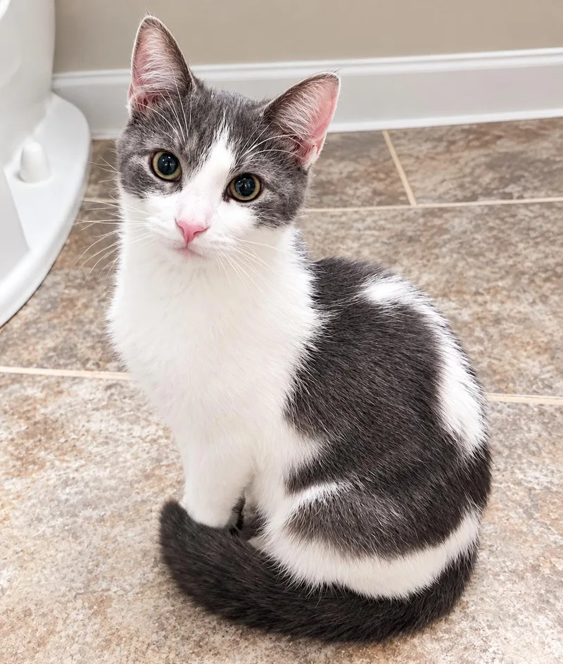 A young medium-sized male Gray & White Domestic Short Hair cat named Skeletor for adoption in Logan, OH