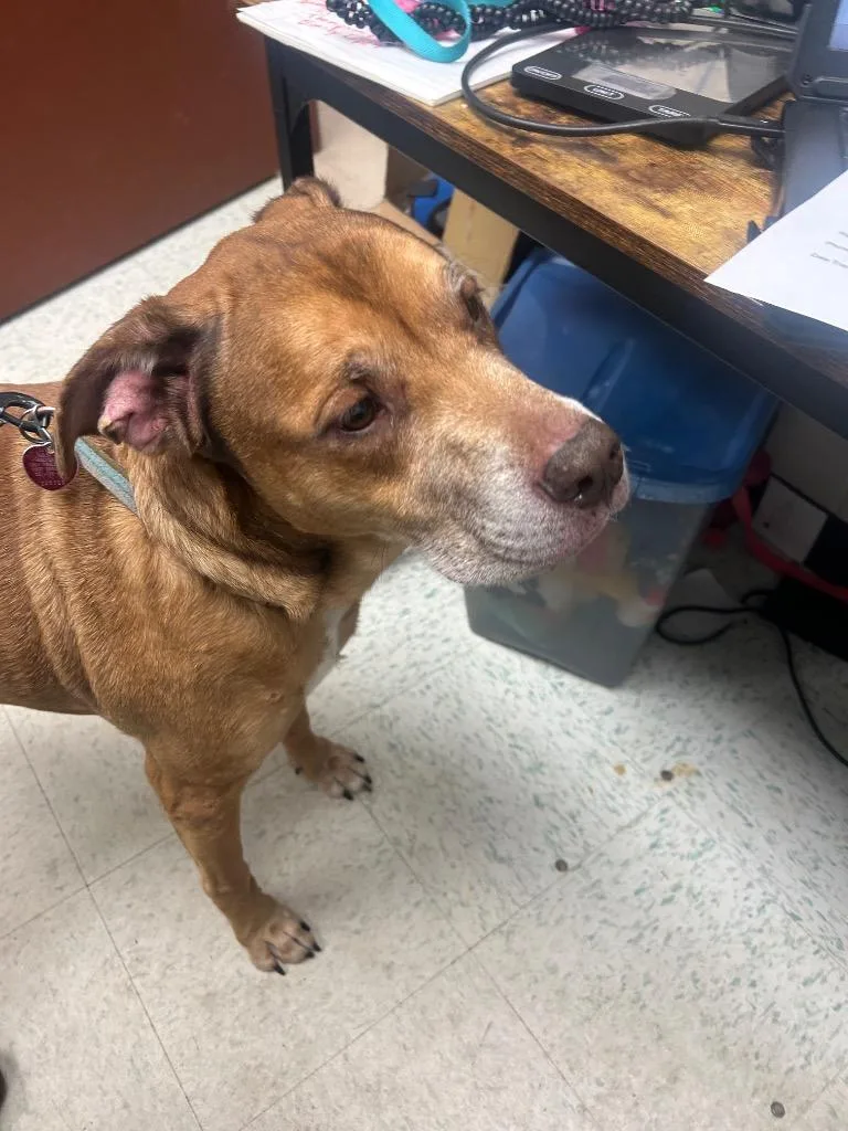 An adult medium-sized male Mixed Breed dog named Heimdall for adoption in Rock Springs, WY