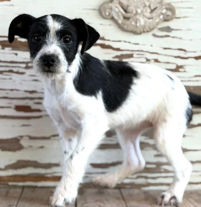 A young small-sized female Black Border Collie dog named Kalani for adoption in Carrollton, TX