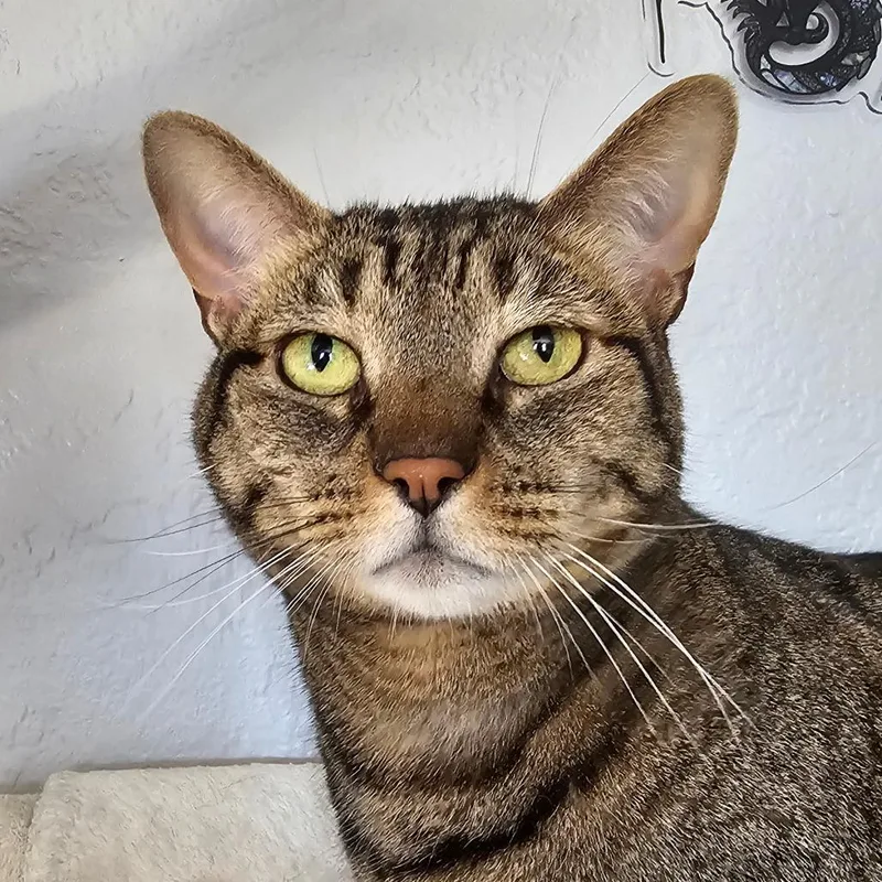 An adult medium-sized female Brown / Chocolate Domestic Short Hair cat named Runty Aka Blanche for adoption in San Diego, CA