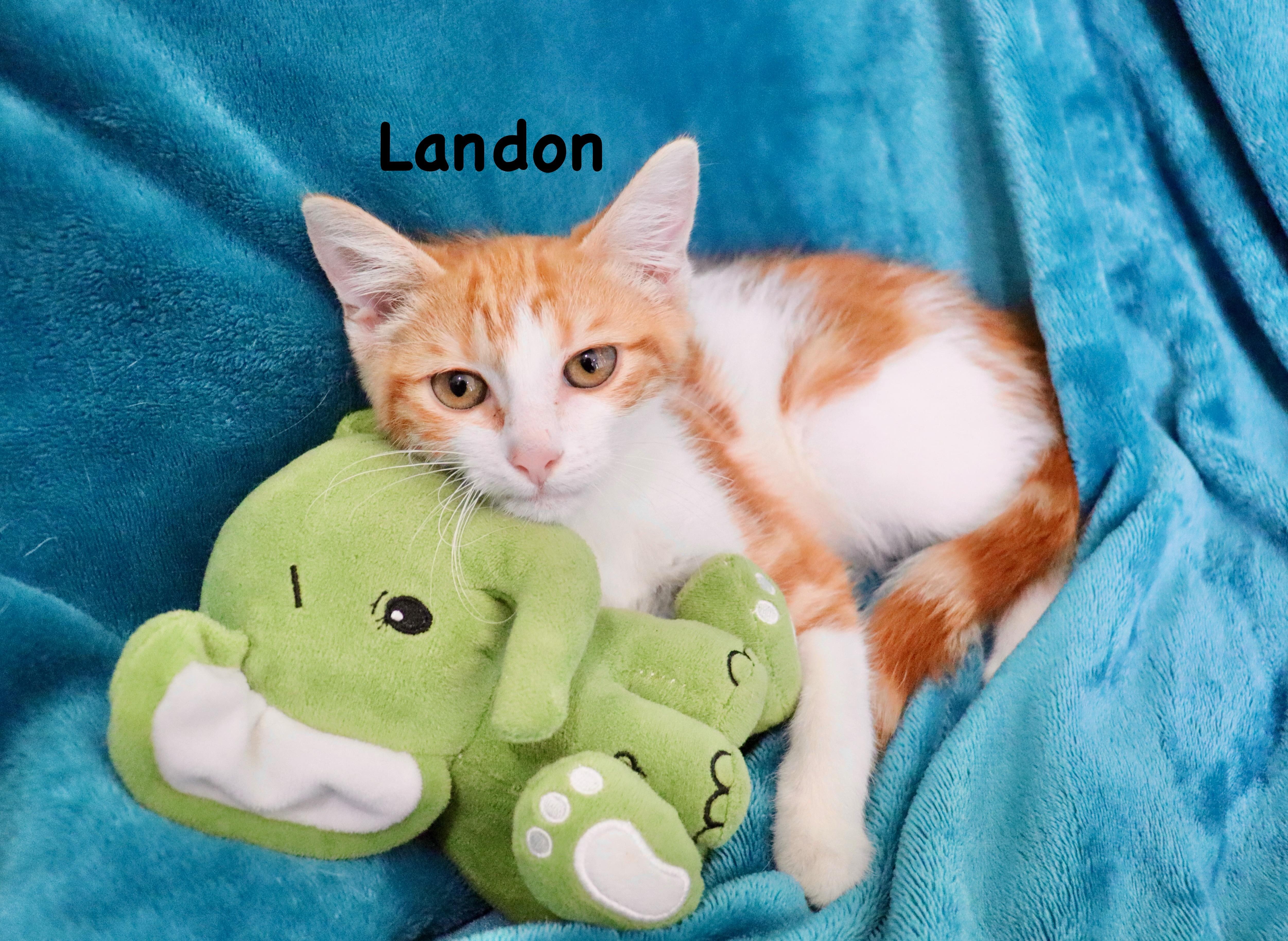 A baby medium-sized male Domestic Short Hair cat named Landon for adoption in Saint Augustine, FL