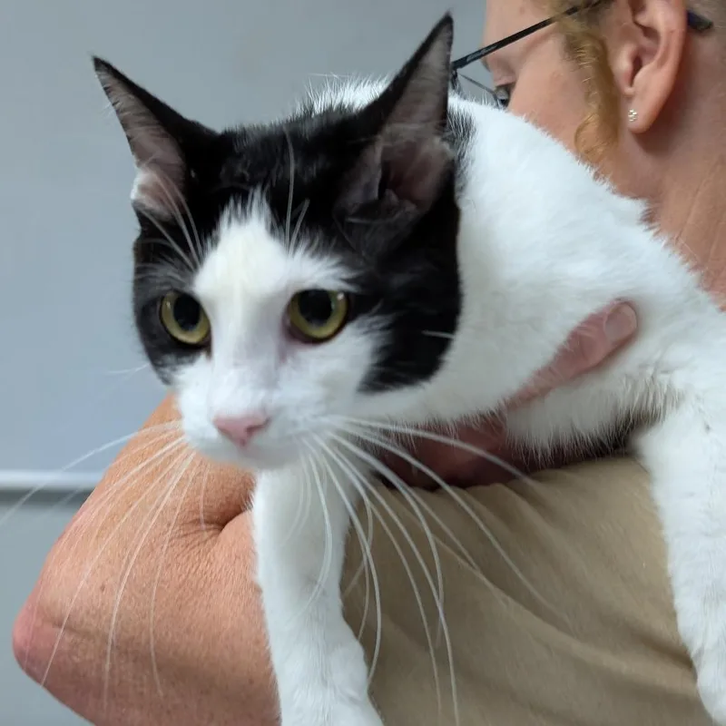 A young medium-sized female Black Domestic Short Hair cat named Chess for adoption in Canton, IL