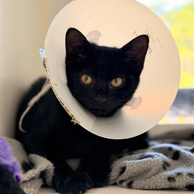 A baby small-sized female Black Domestic Short Hair cat named Facebook for adoption in Gainesville, FL