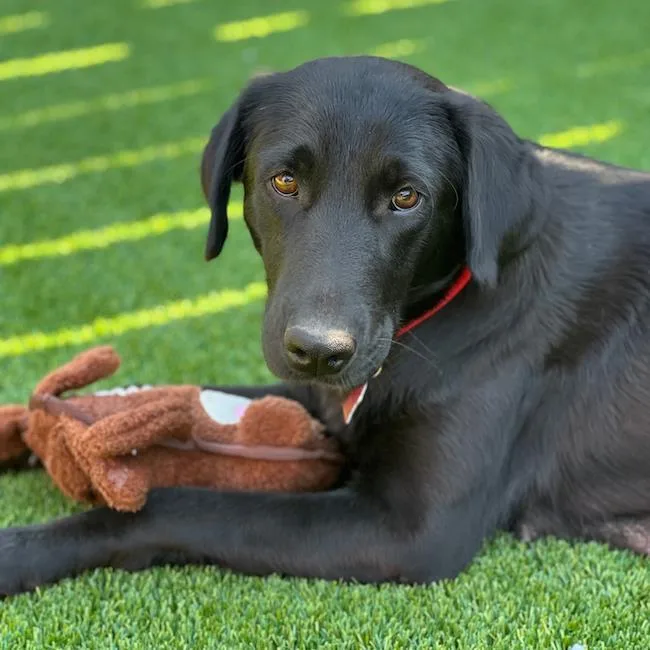 An adult large-sized female Labrador Retriever dog named Windy for adoption in San Diego, CA