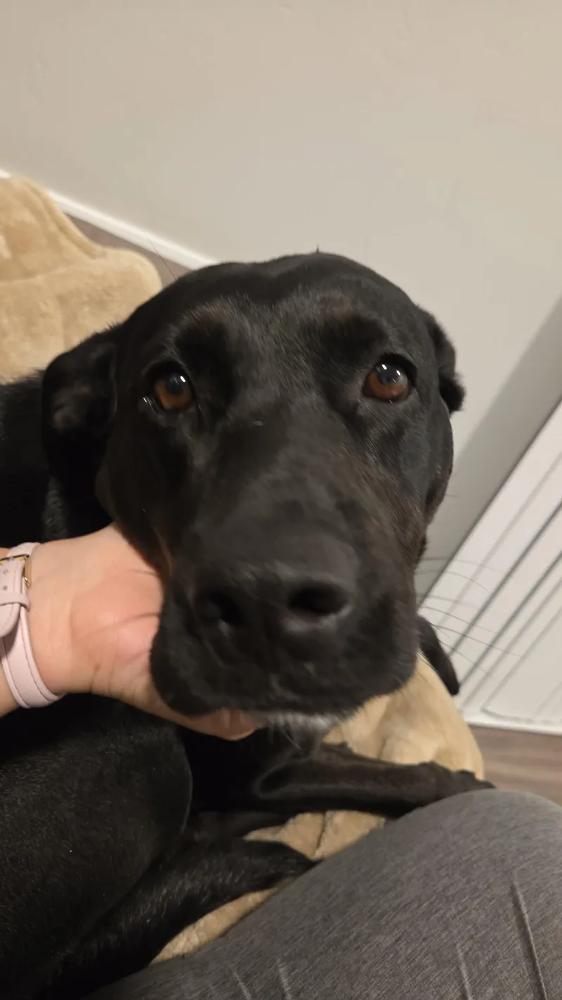 An adult large-sized female Bicolor Black Labrador Retriever dog named Ladybird for adoption in Grand Junction, CO
