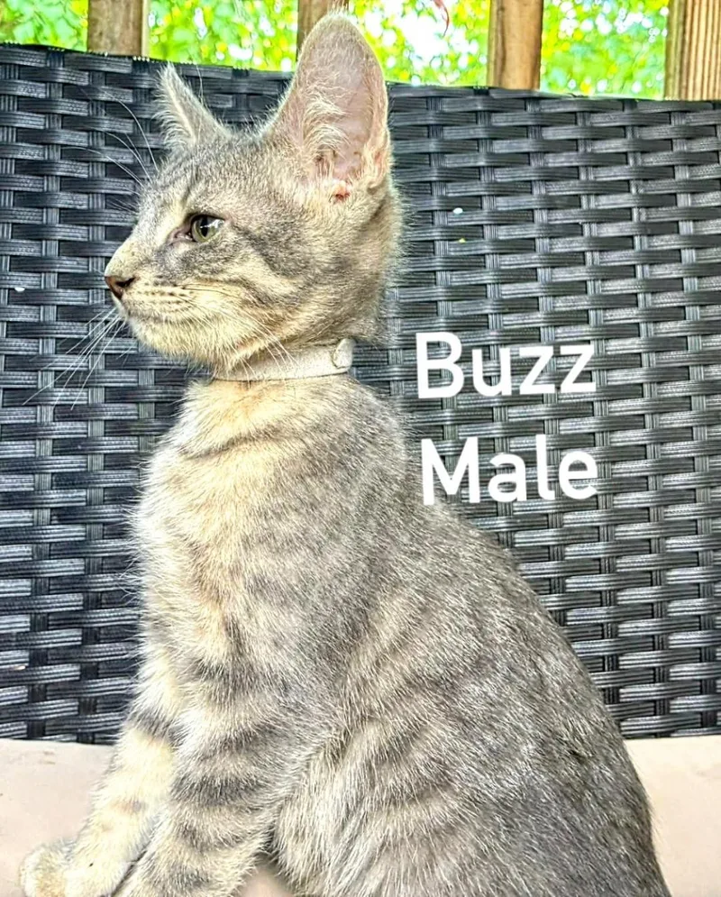 Buzz