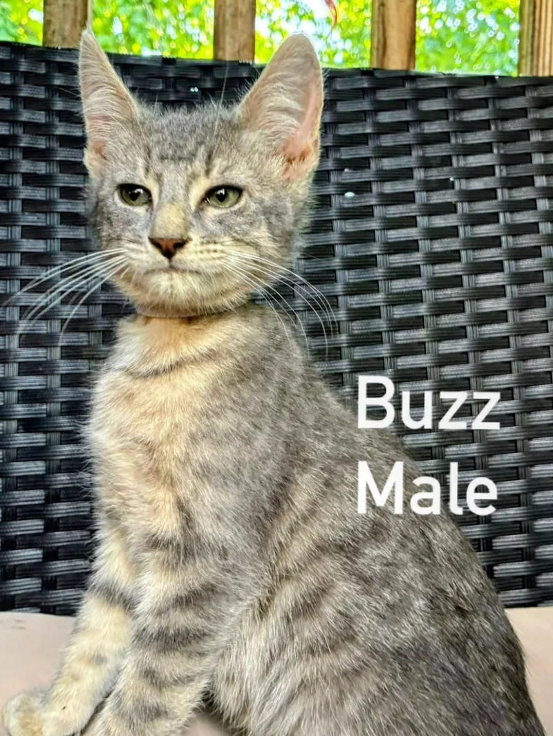 Buzz thumbnail 2