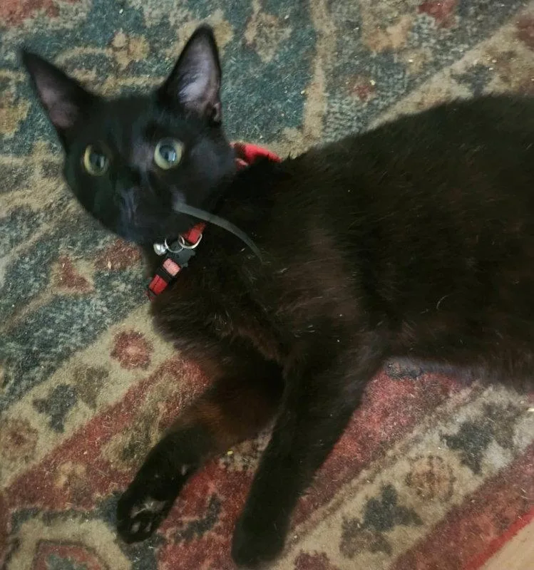 A young medium-sized male Black Domestic Short Hair cat named Jerry for adoption in Knoxville, TN