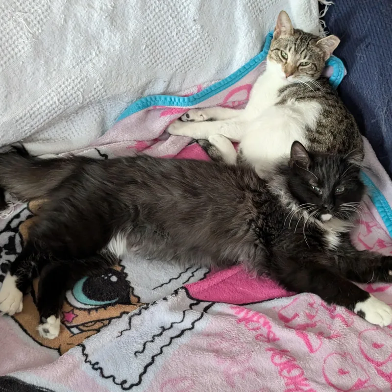 Steve And Robin thumbnail 2