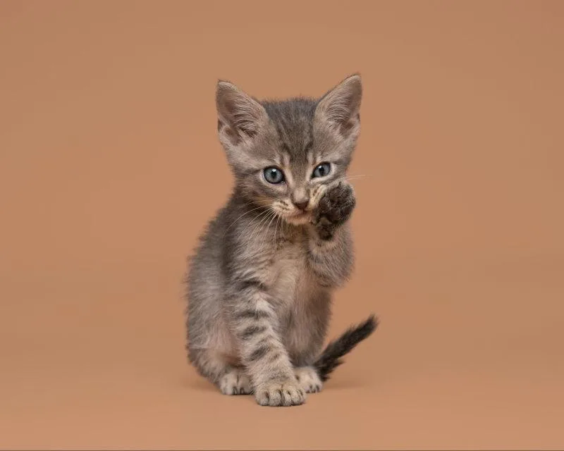 An adult small-sized male Domestic Short Hair cat named Able for adoption in House Springs, MO