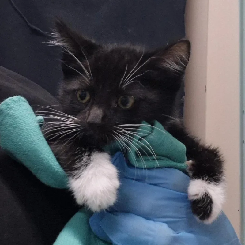 A baby small-sized male Black Domestic Short Hair cat named Swing for adoption in Tacoma, WA