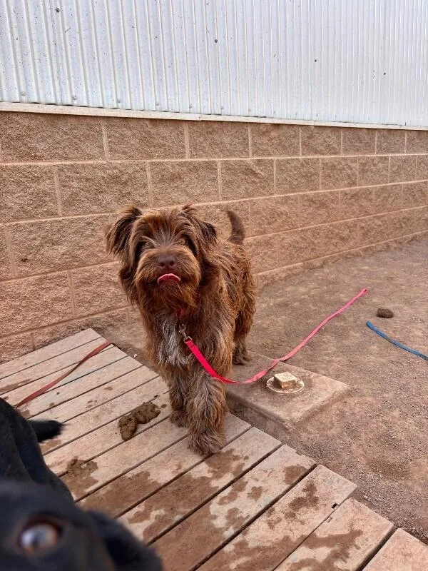 An adult medium-sized female Brown / Chocolate Australian Terrier dog named Ivy for adoption in Hobbs, NM