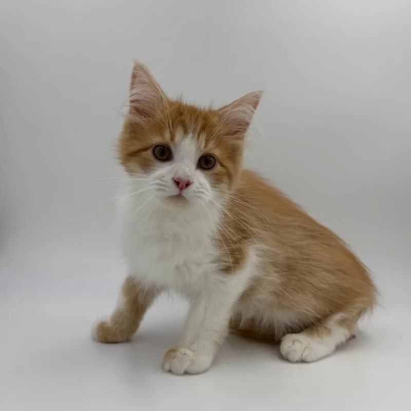 A baby small-sized male Domestic Long Hair cat named Baritone for adoption in State College, PA