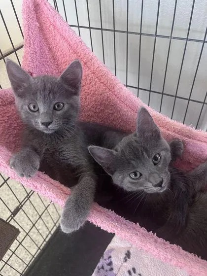 A young small-sized male Domestic Short Hair cat named Smudge for adoption in Baton Rouge, LA