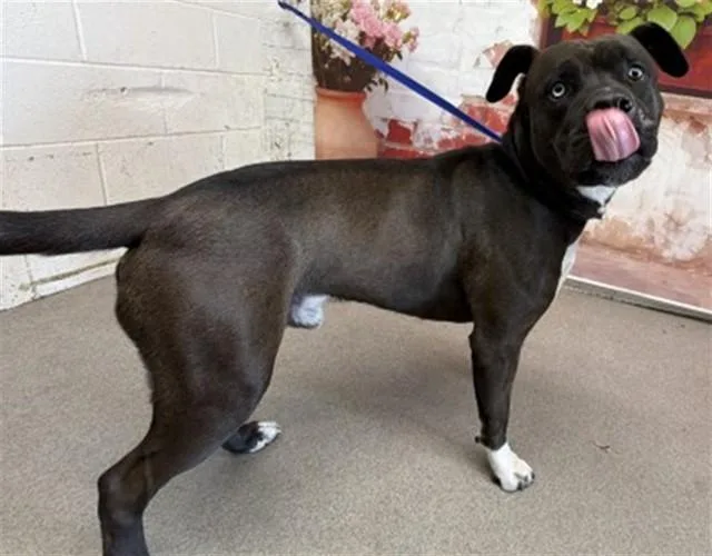 A young large-sized male Pit Bull Terrier dog named Shazam for adoption in San Bernardino, CA