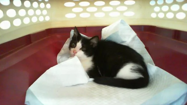 A baby small-sized female Domestic Short Hair cat named Goose for adoption in Charlotte, NC