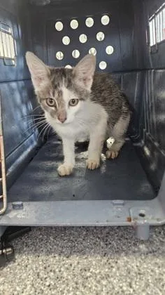 A baby small-sized male Domestic Short Hair cat named Webkinz for adoption in West Chester, PA