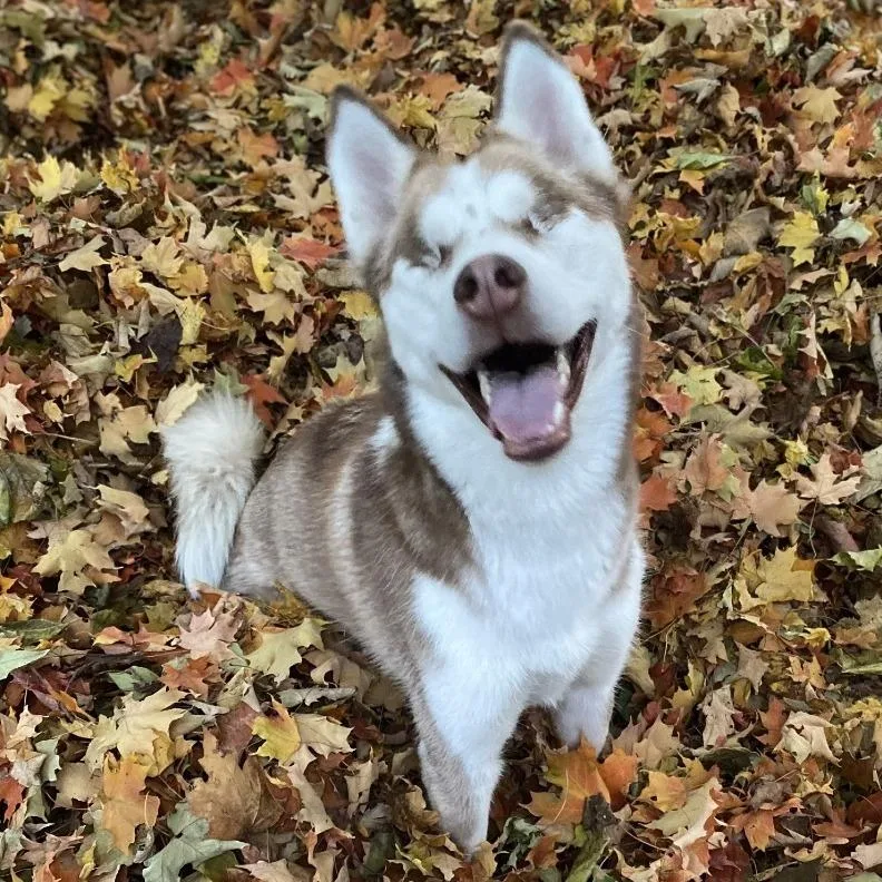 An adult medium-sized female Mixed Breed dog named Freya for adoption in West Olive, MI