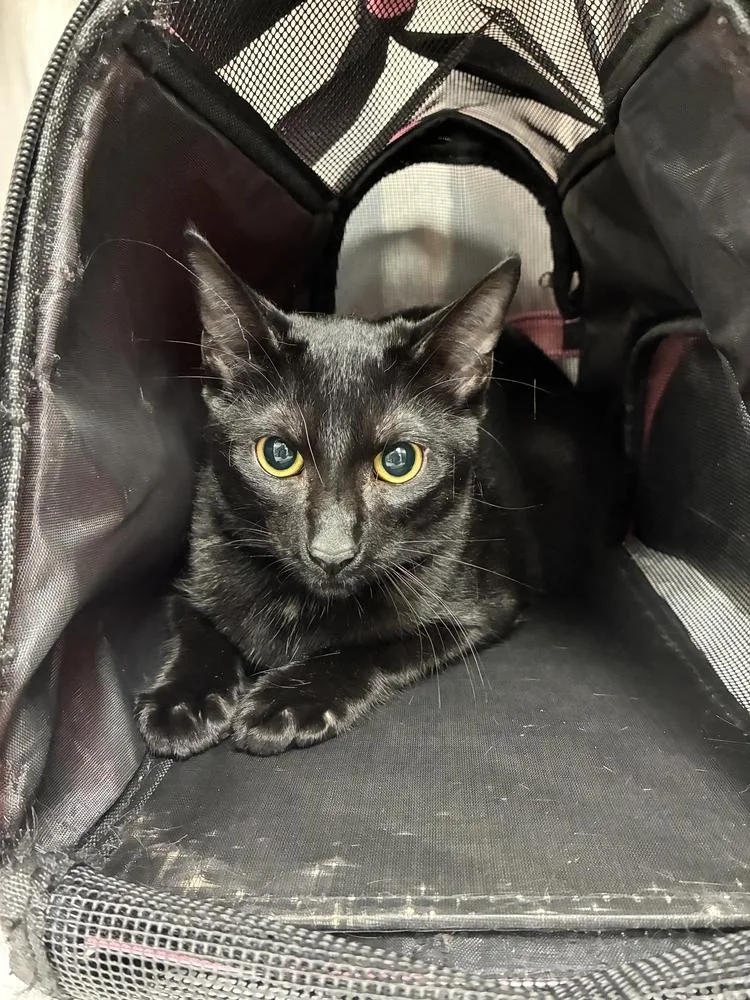 A baby medium-sized male Black Domestic Short Hair cat named Polo for adoption in Marietta, GA