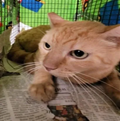 An adult large-sized male Domestic Short Hair cat named Burt for adoption in Van Nuys, CA