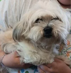 A senior small-sized female Shih Tzu dog named Granny for adoption in West Memphis, AR