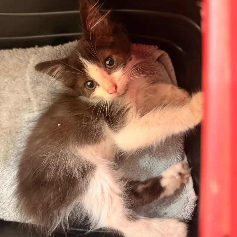 A baby small-sized male Black Domestic Long Hair cat named Purrceval for adoption in Volcano, HI