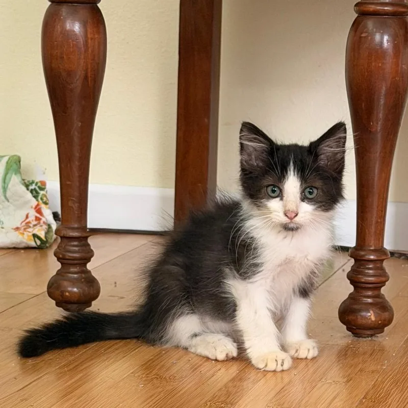 Purrceval thumbnail 2