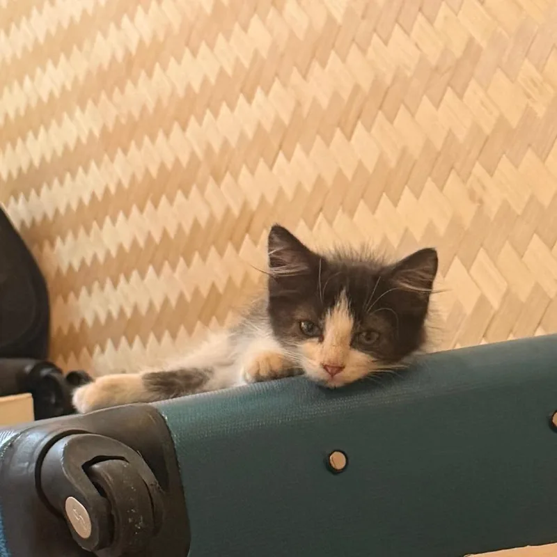 Purrceval thumbnail 3