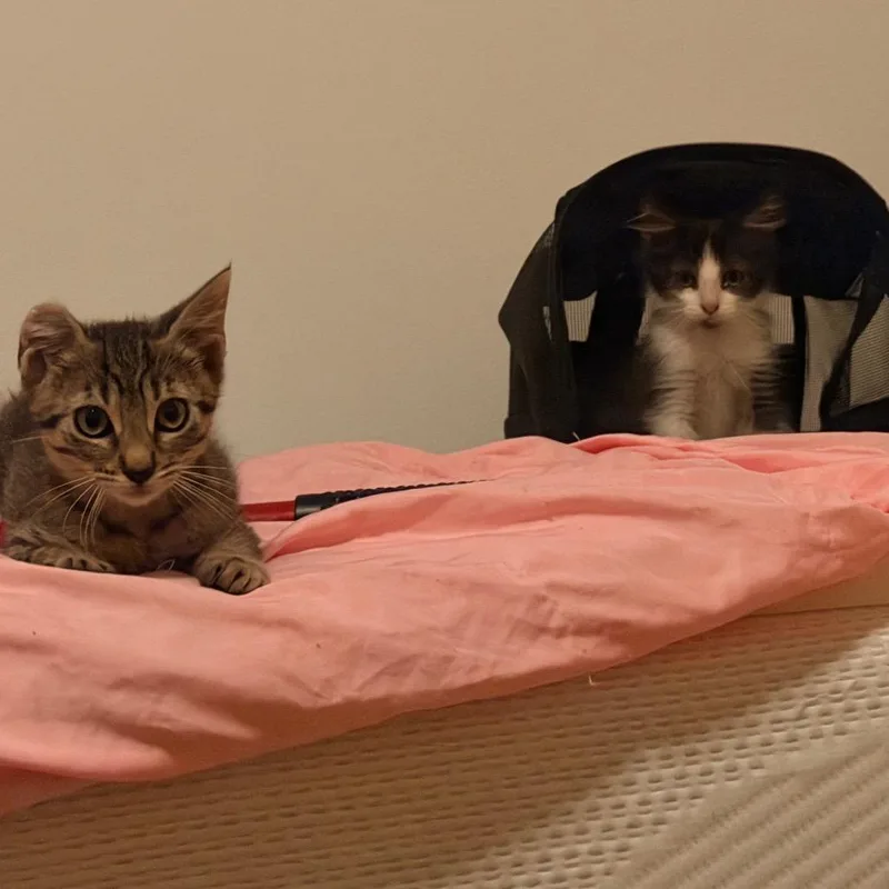 Purrceval thumbnail 5