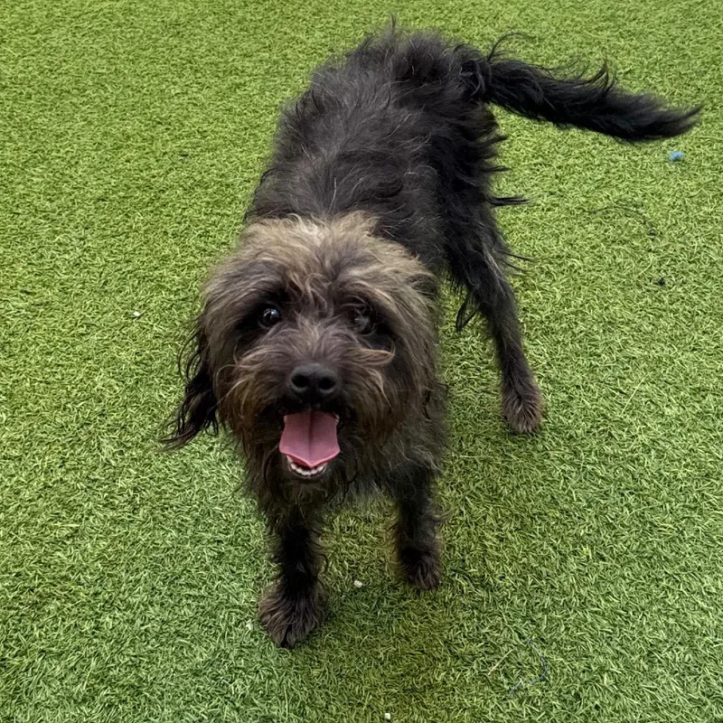 A young small-sized female Shih Tzu dog named Thelma Mae for adoption in LOXAHATCHEE, FL