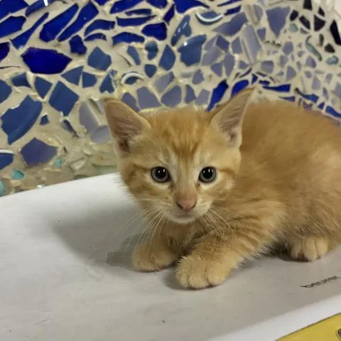 A baby small-sized female Domestic Short Hair cat named Elisabet for adoption in Pensacola, FL