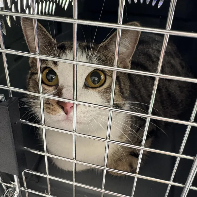 An adult medium-sized female Brown / Chocolate Domestic Short Hair cat named Arcadia for adoption in Huntington, WV