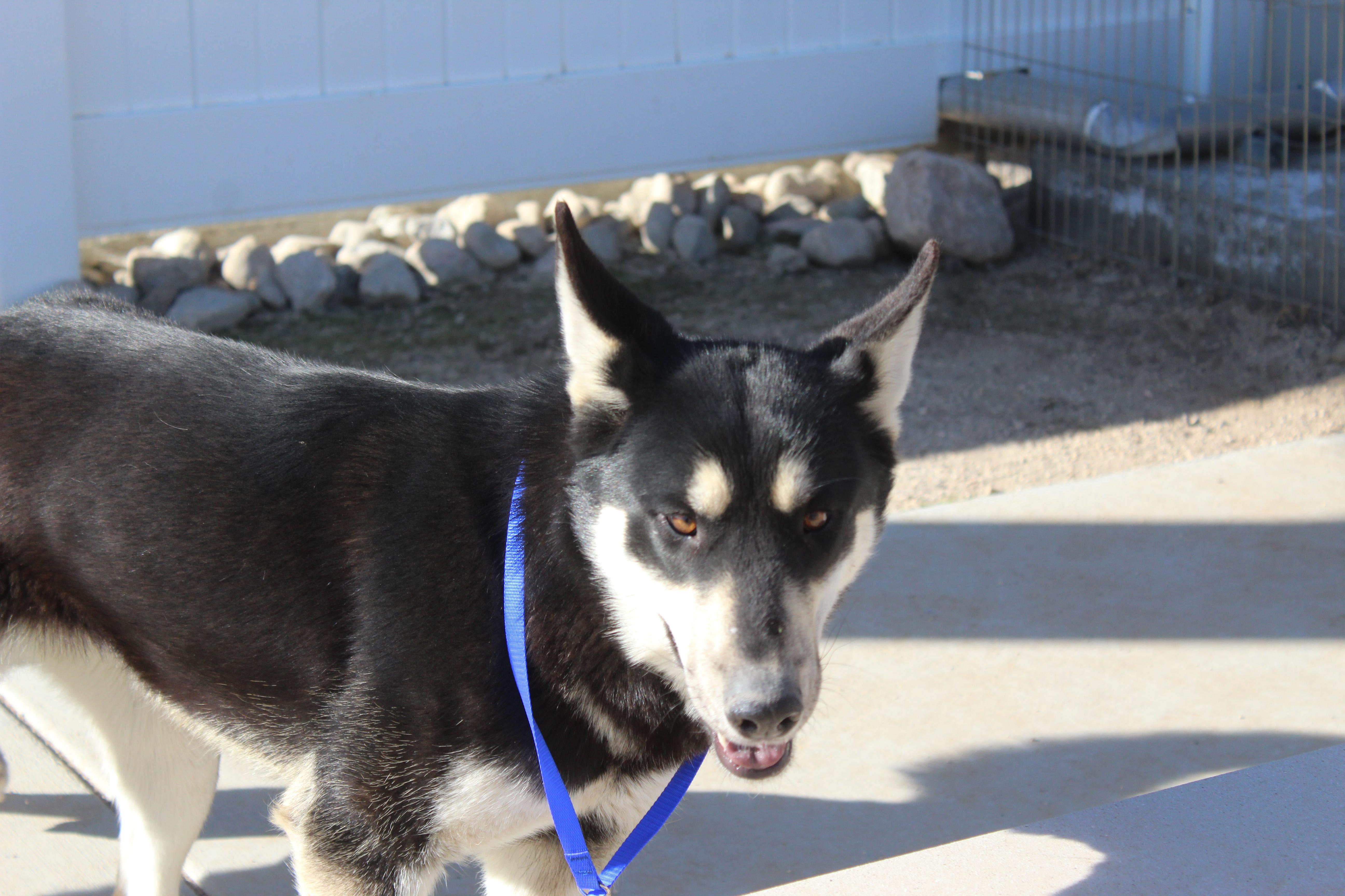 An adult large-sized female Black German Shepherd Dog dog named Helga for adoption in Yucca Valley, CA
