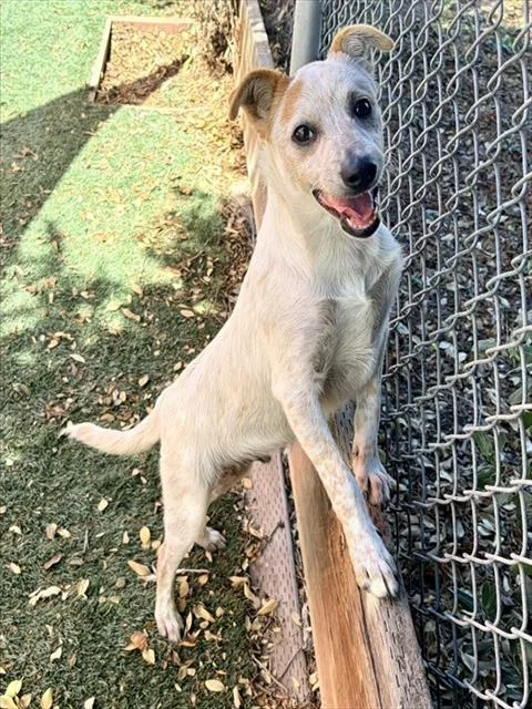 A baby small-sized male Australian Cattle Dog / Blue Heeler dog named Pin Pon for adoption in Salinas, CA