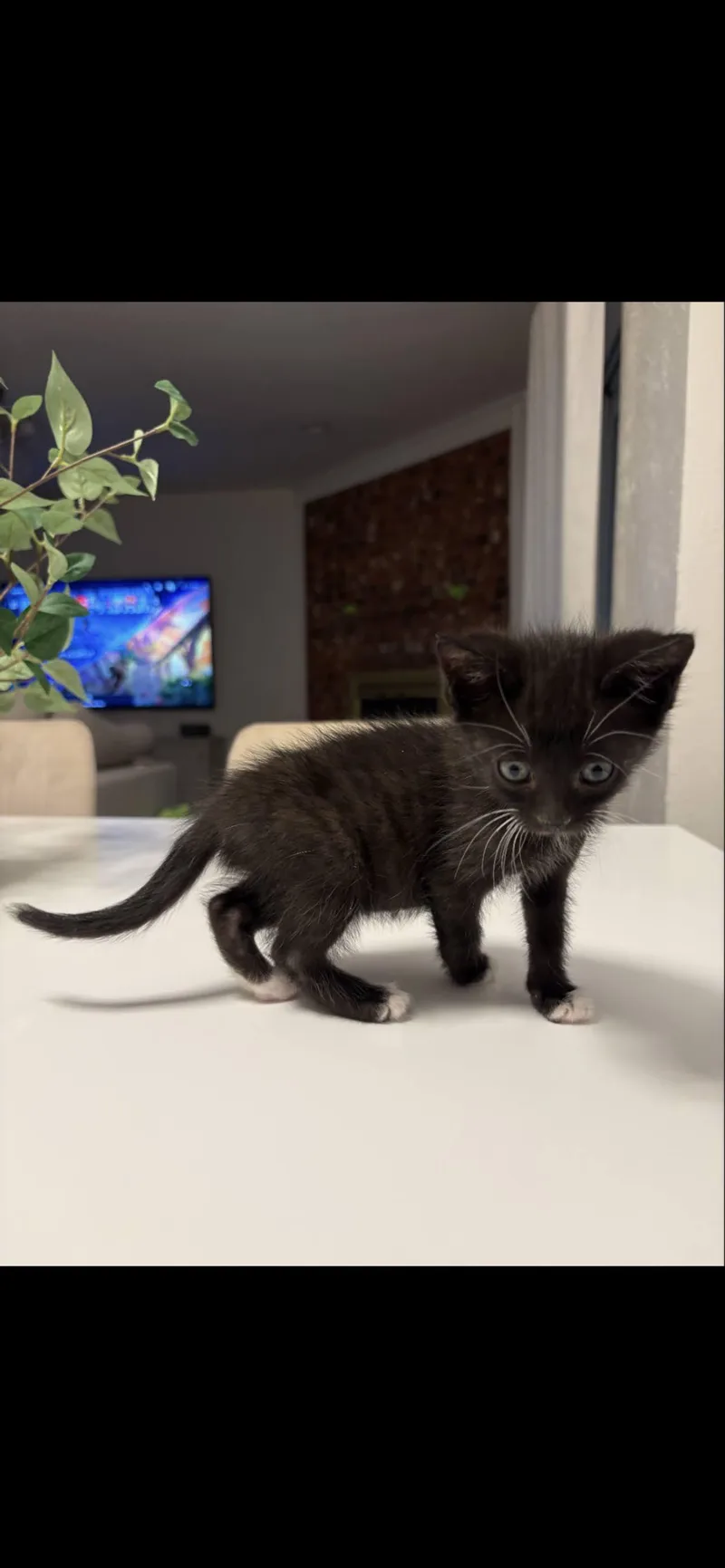 A baby medium-sized male Black & White / Tuxedo Domestic Short Hair cat named Tux for adoption in Arlington, TX