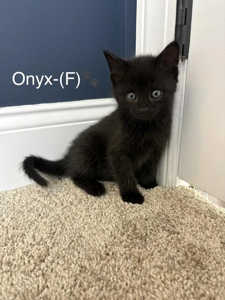 A baby small-sized male Black Domestic Short Hair cat named Onyx for adoption in Telford, PA