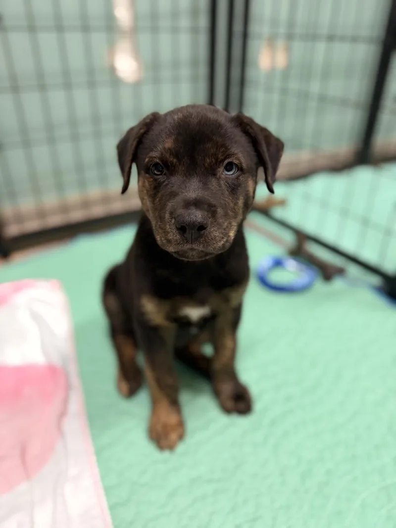 A baby medium-sized male Black Mixed Breed dog named Nash for adoption in Mansfield, TX