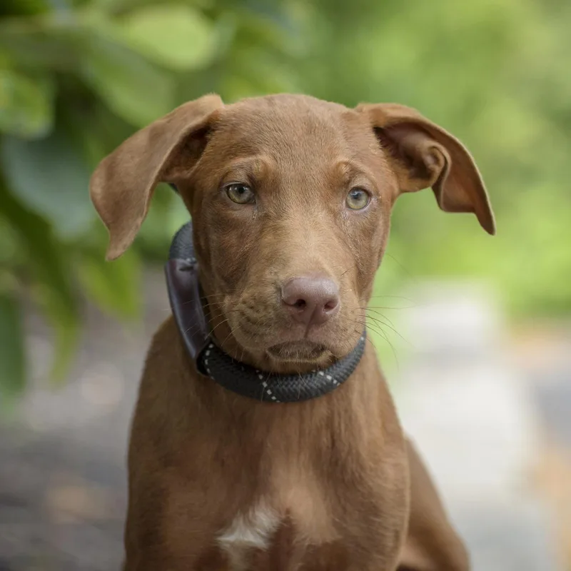 A baby medium-sized female Brown / Chocolate Hound dog named Barbette for adoption in Lambertville, NJ