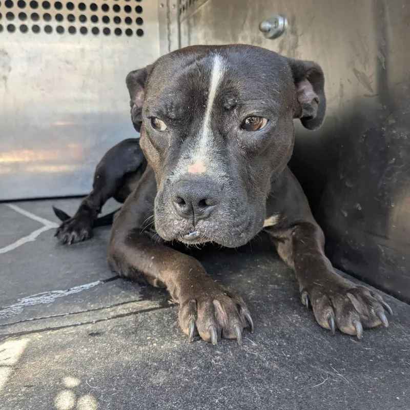 An adult medium-sized male English Bulldog dog named Jayden for adoption in Birmingham, AL