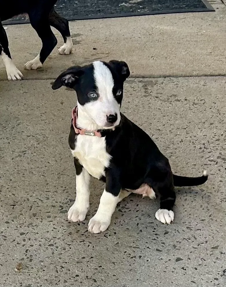 A baby medium-sized female Tricolor (Brown, Black, & White) Mixed Breed dog named Kira for adoption in Mooresville, NC